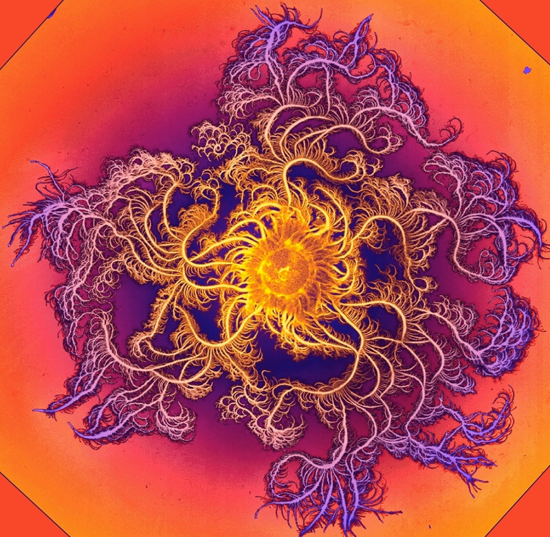Illustration for article titled Incredible Photographs of Fractals Found in the Natural World